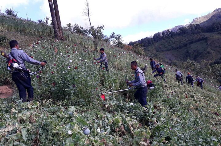 Police destroy poppy plants in Hopong Township, Shan State