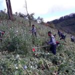 Police-destroy-poppy-plants-in-Hopong-Township-Shan-State