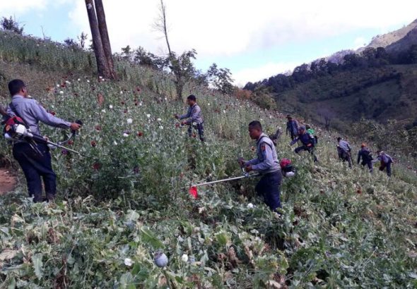 Police-destroy-poppy-plants-in-Hopong-Township-Shan-State