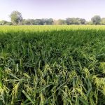 banner-69b529dc202f1667225a22ea-x800