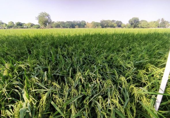 banner-69b529dc202f1667225a22ea-x800