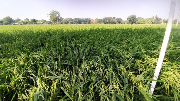 banner-69b529dc202f1667225a22ea-x800