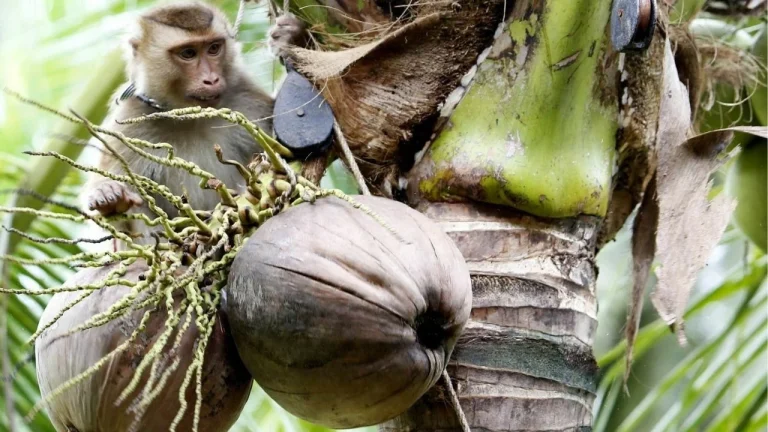 Thaiger-News-Featired-Image-2025-07-08T162939